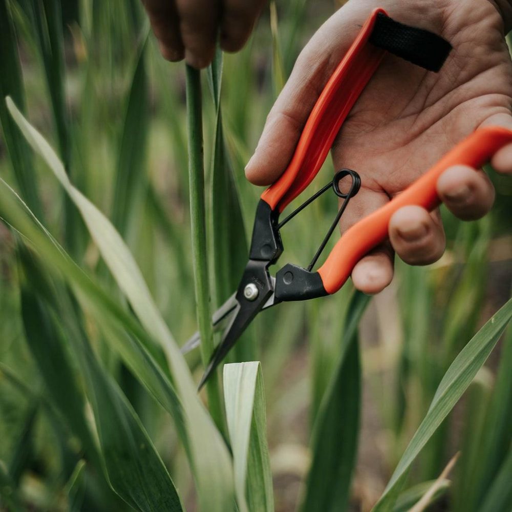 Gardening Tools | Garden Snips Garden Gardening Tools