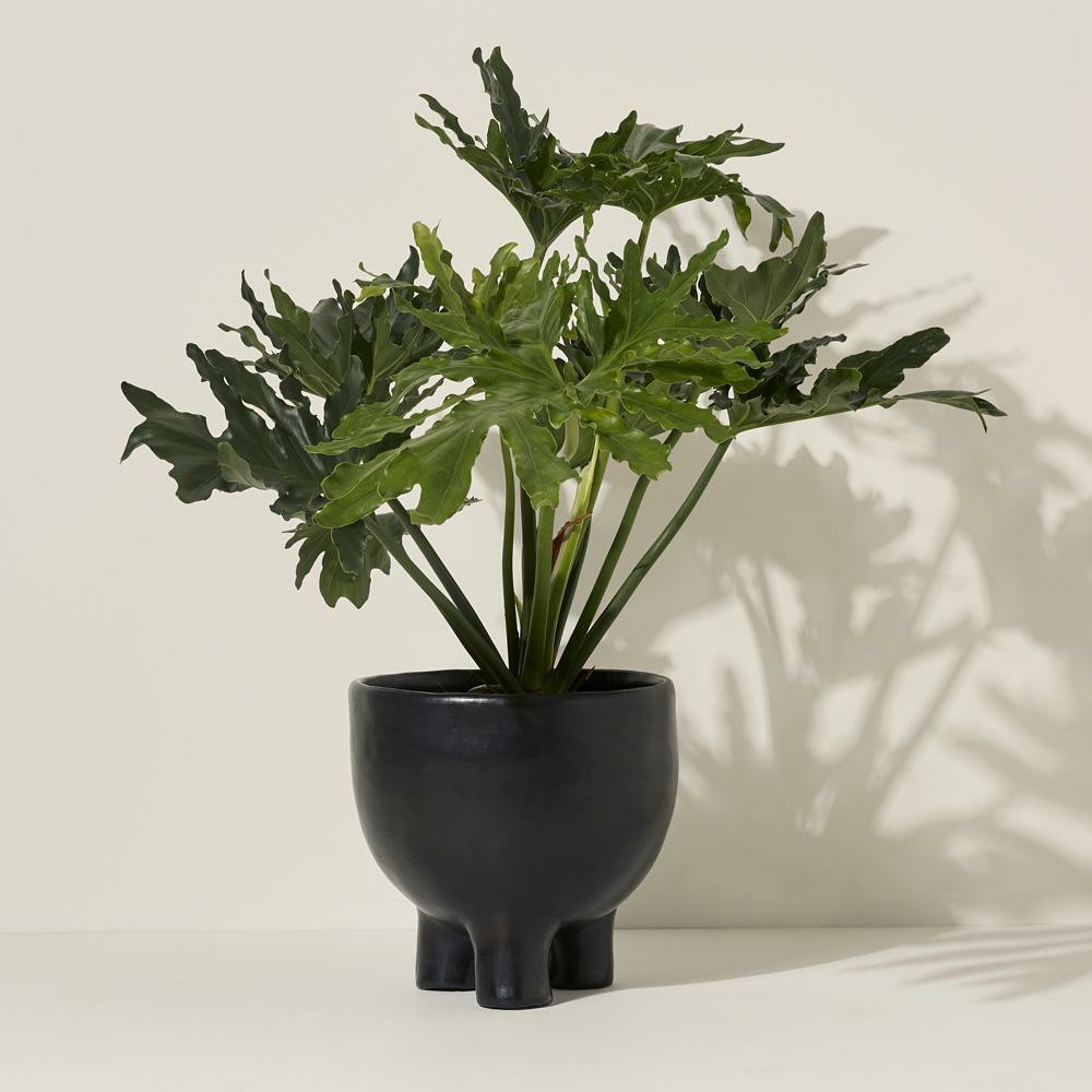 Pots + Planters | Barro Pot II Decor Pots + Planters