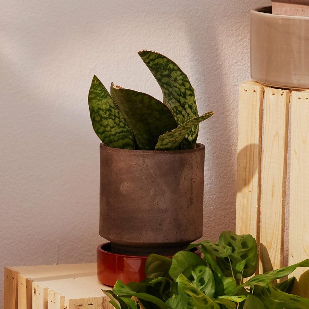 Pots + Planters | Hoff Saucer Ø14 Decor Pots + Planters